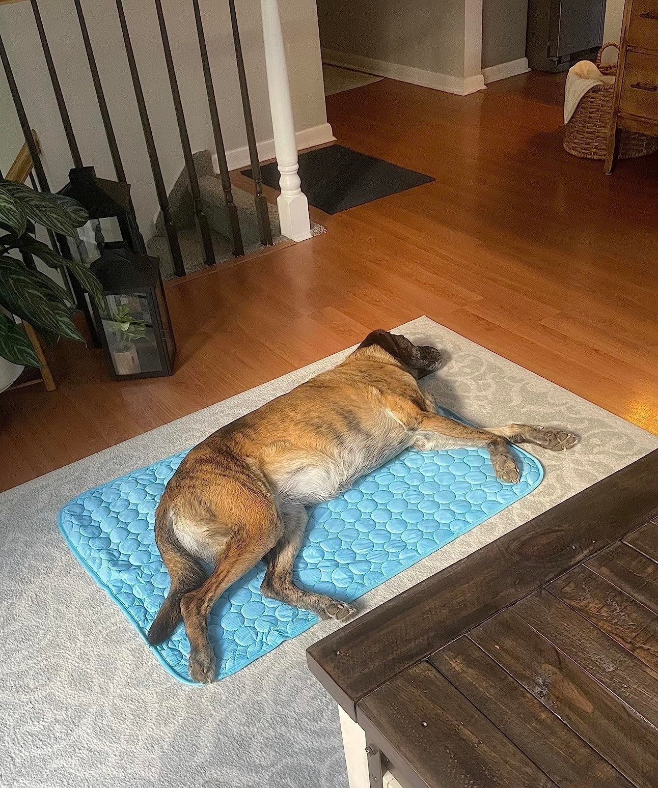 Pet Chill Mat