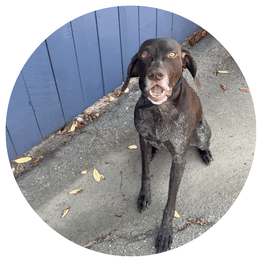 BarkControl Buddy