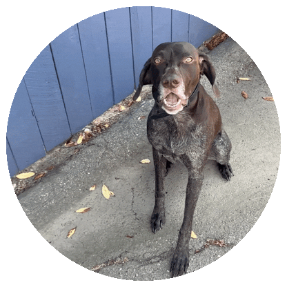 BarkControl Buddy